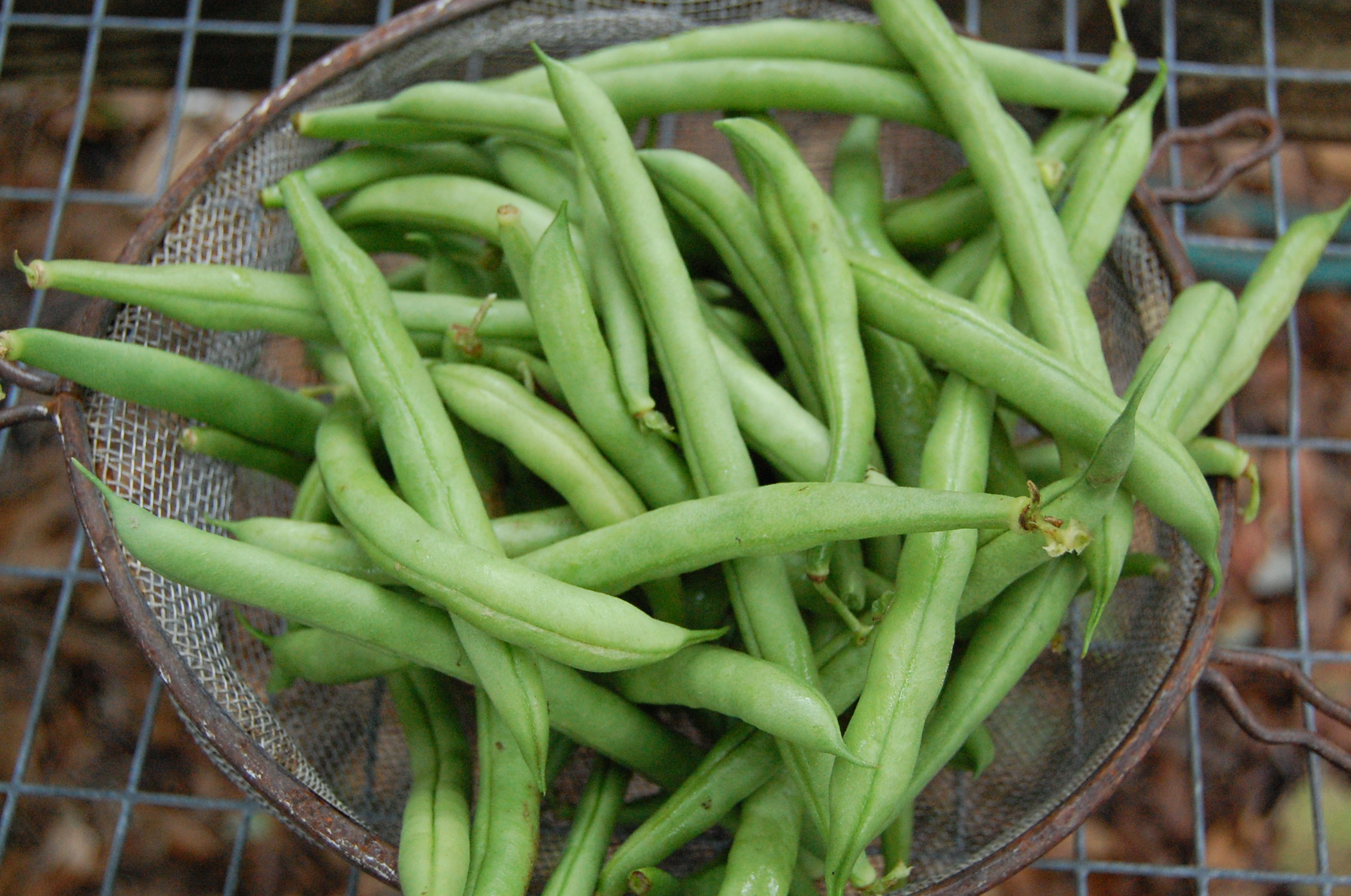 Green Beans Sweetwater Organic Farm