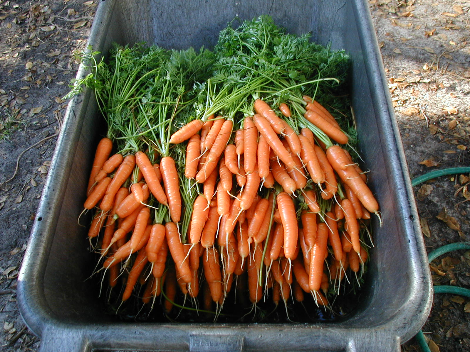 Carrots Sweetwater Organic Farm