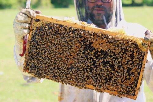 queen and colony beekeeper holding colony