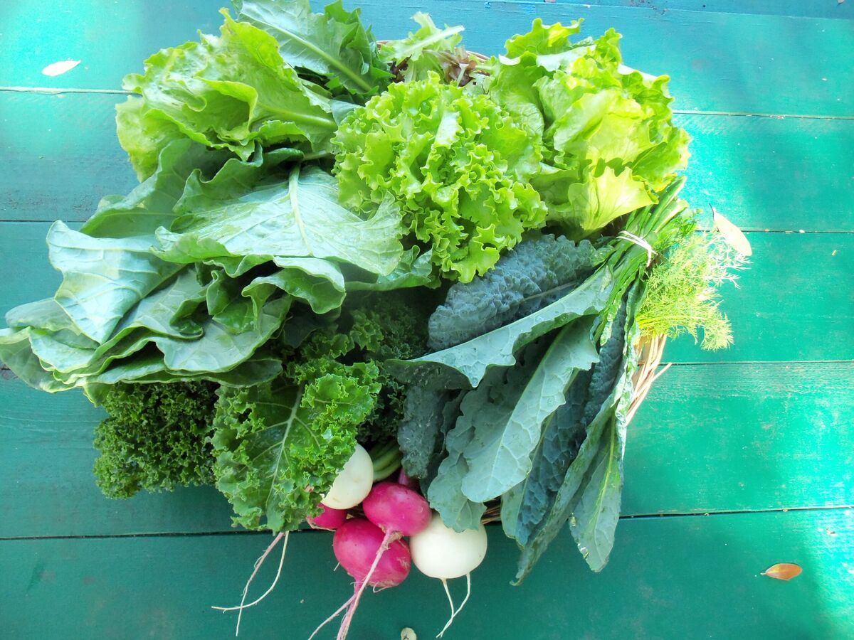A CSA harvest share of lettuce, kale, collards and radishes on a green table