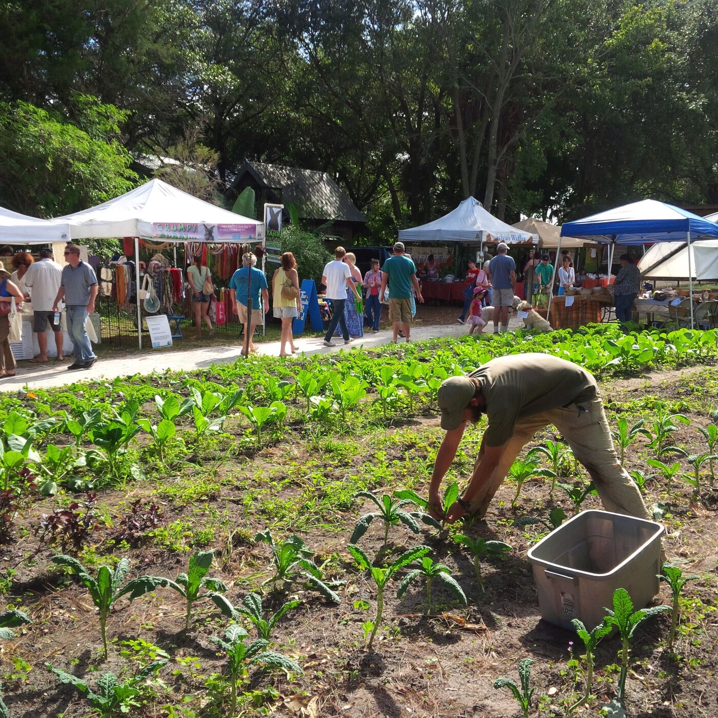 A farmer planting seedlings in a field row beside the Sunday market tents