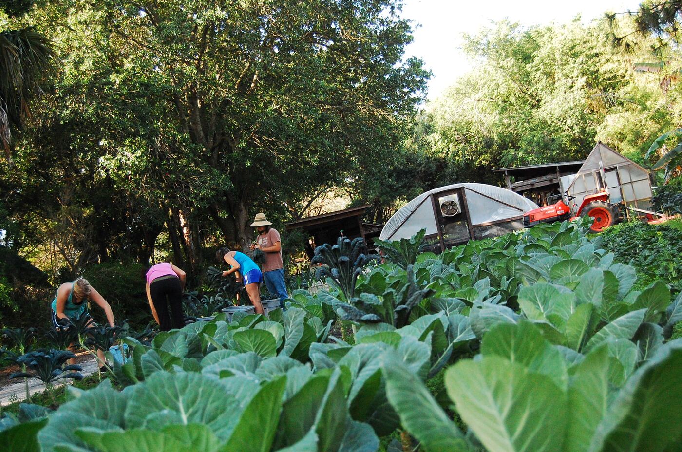Students and volunteers harvesting greens in a garden bed at the farm