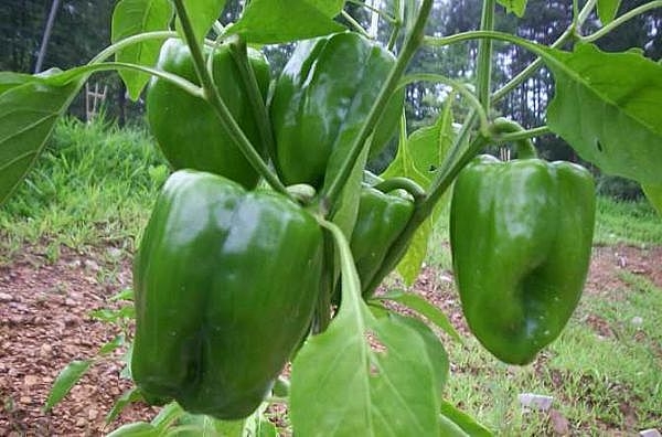 Bell Pepper  Sweetwater Organic Farm